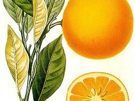 スイートオレンジ写真1